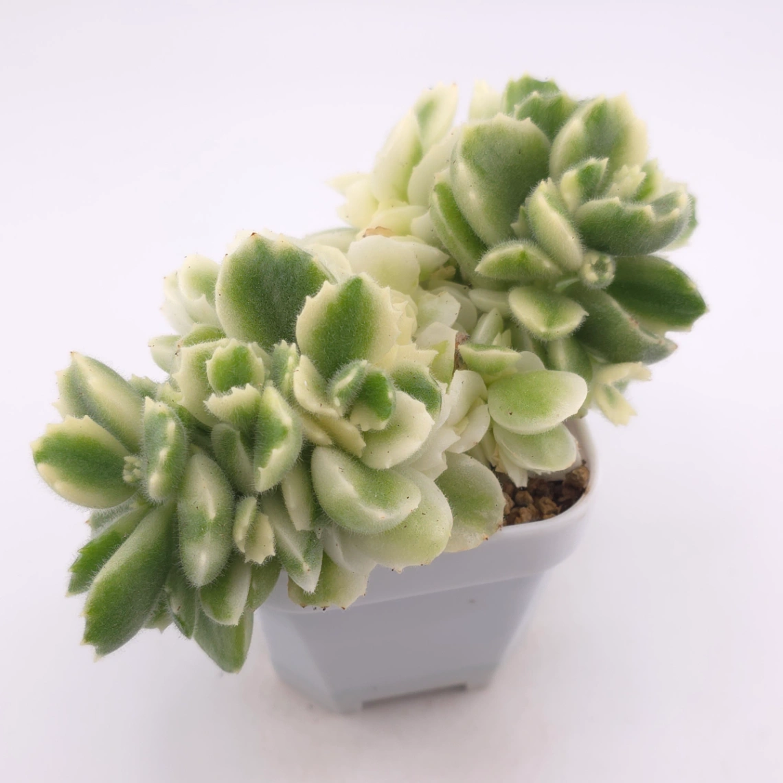 Cotyledon tomentosa ‘Bear’s Paw’ variegated | 白熊 thumbnail 2