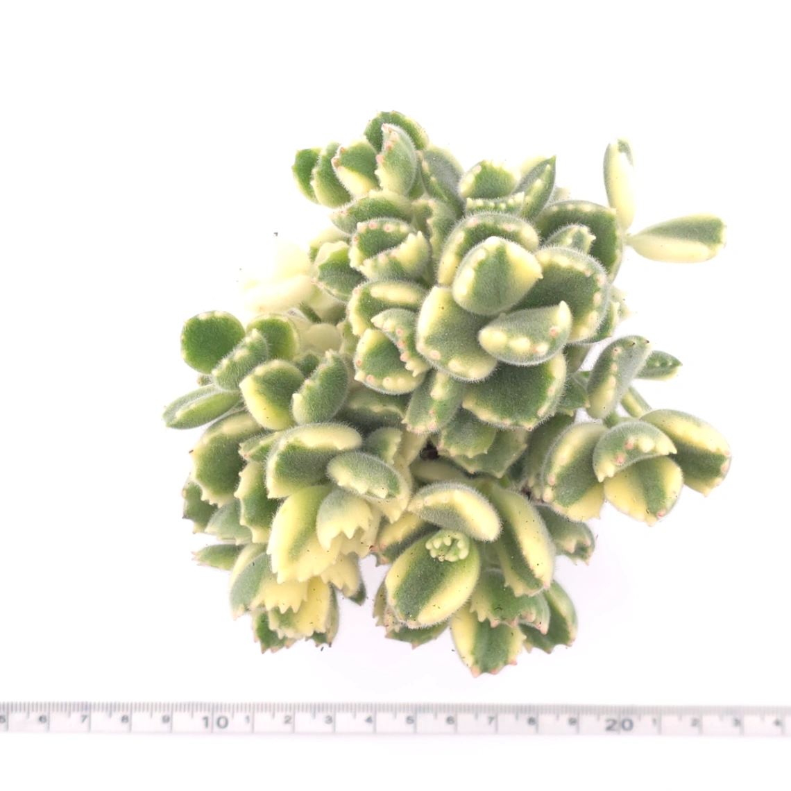 Cotyledon tomentosa ‘Bear’s Paw’ variegated | 白熊 thumbnail 4
