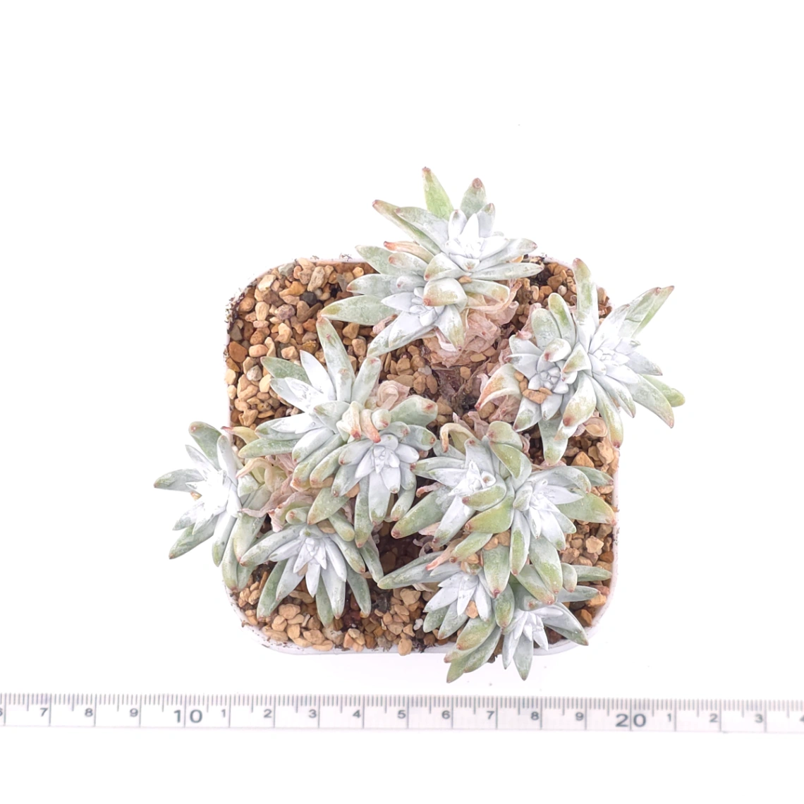 Dudleya gnoma | 白菊 thumbnail 4