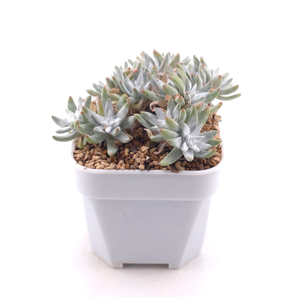 Dudleya gnoma | 白菊 thumbnail 3