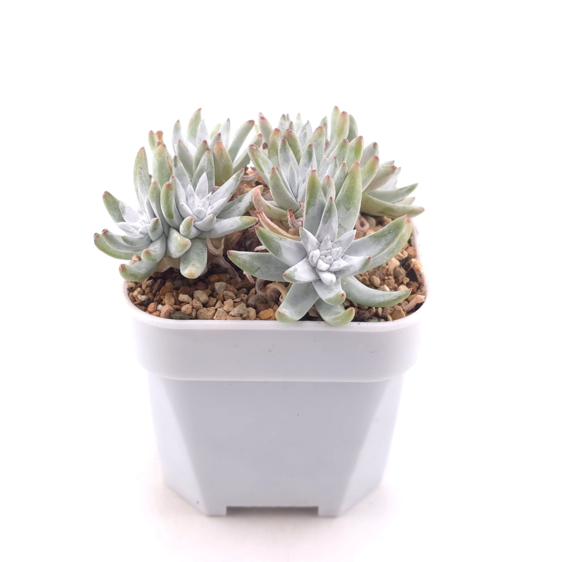 Dudleya gnoma | 白菊 thumbnail 3