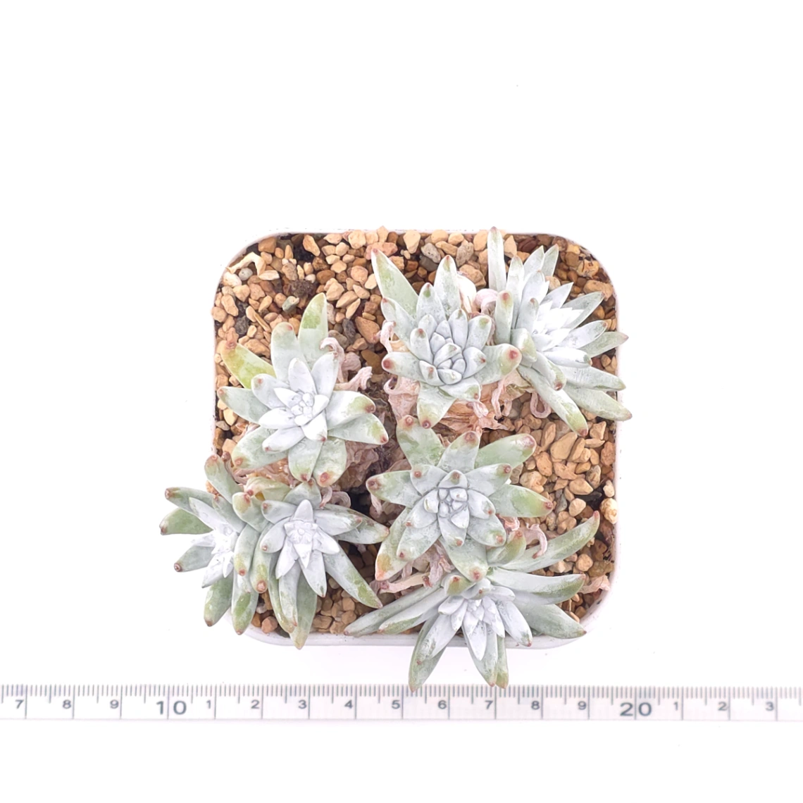 Dudleya gnoma | 白菊 thumbnail 4