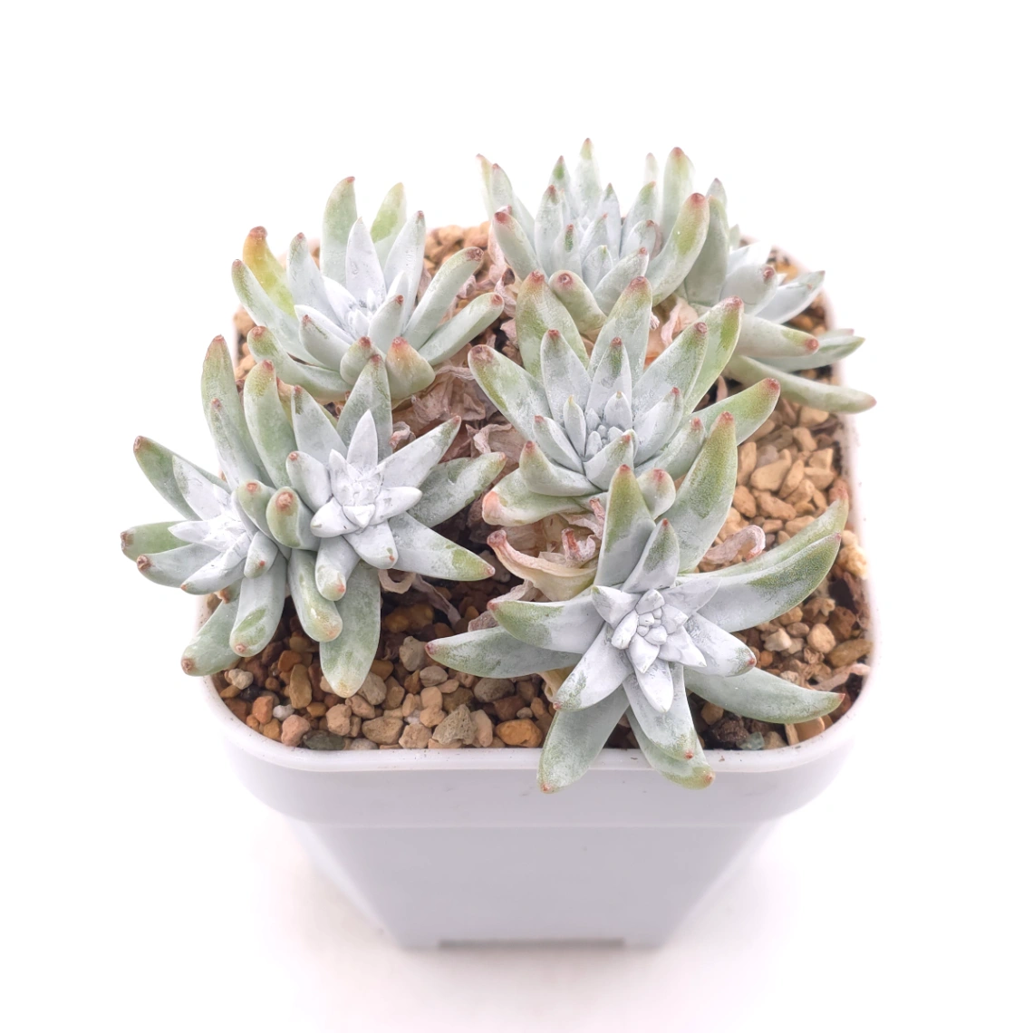 Dudleya gnoma | 白菊 thumbnail 2