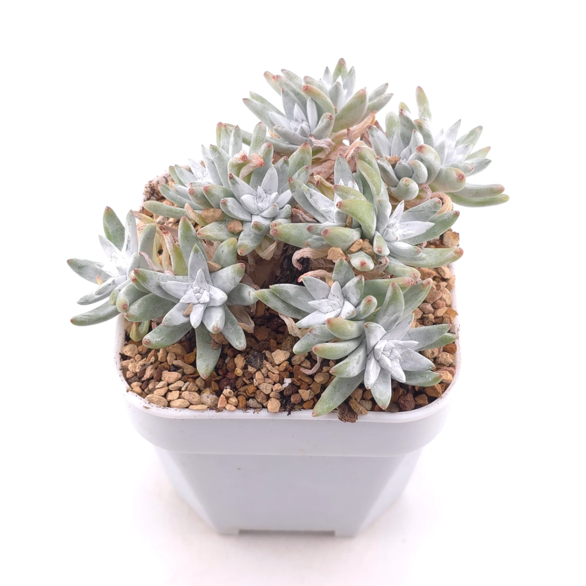 Dudleya gnoma | 白菊 thumbnail 2