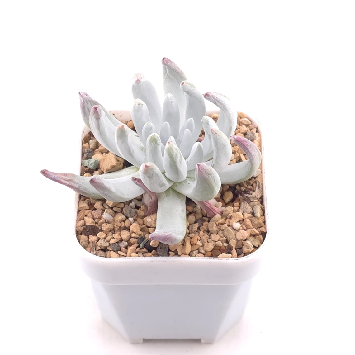 Dudleya virens ssp. hassei | 海瑟 thumbnail 2