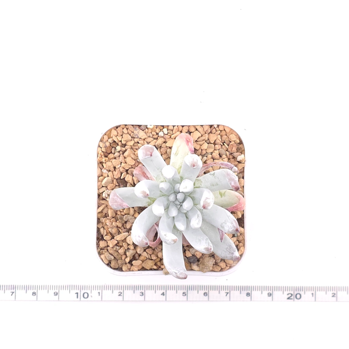 Dudleya virens ssp. hassei | 海瑟 thumbnail 4