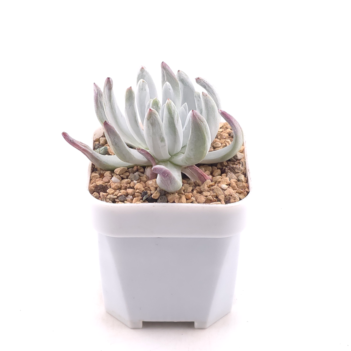 Dudleya virens ssp. hassei | 海瑟 thumbnail 3