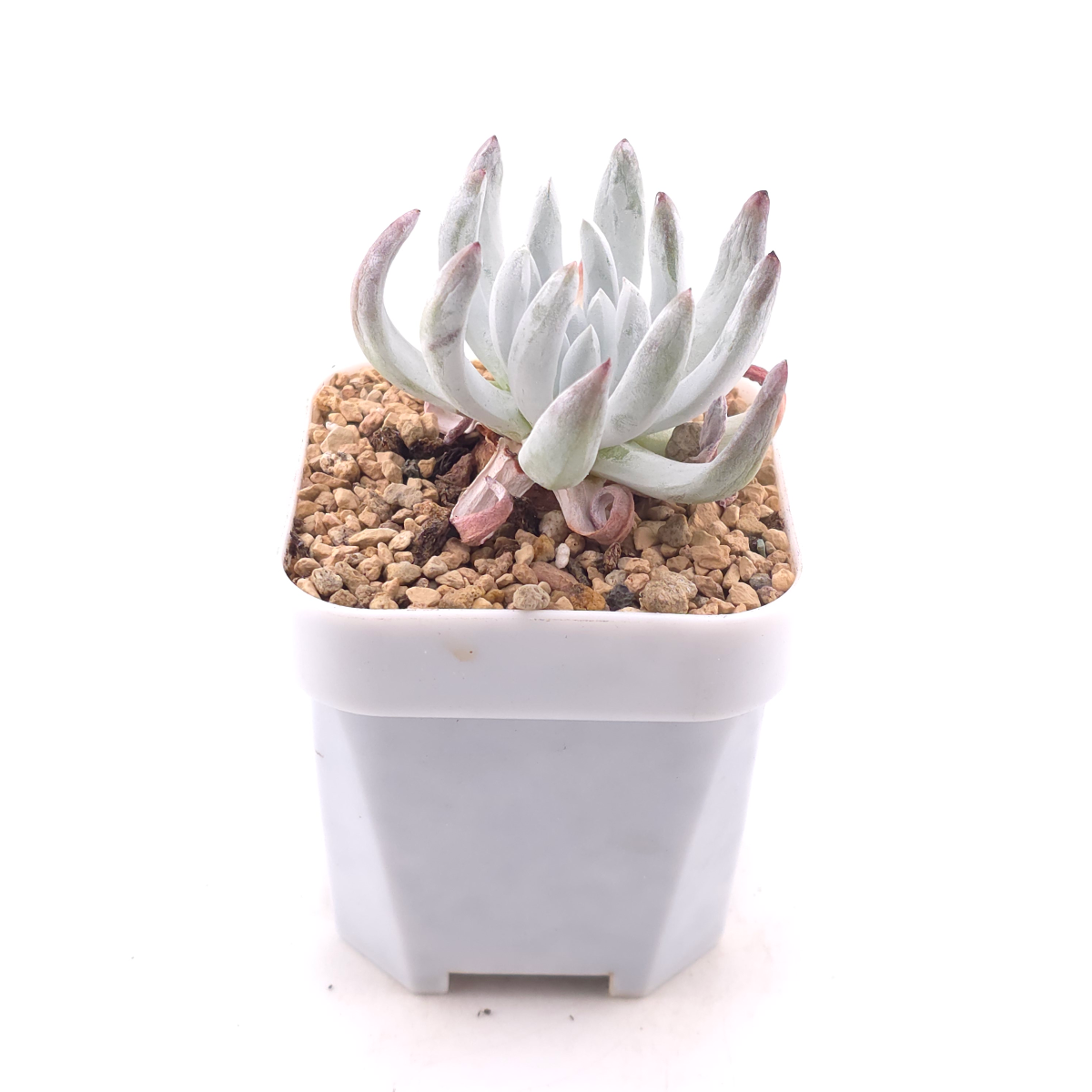 Dudleya virens ssp. hassei | 海瑟 thumbnail 3