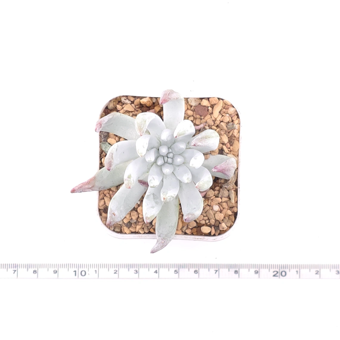 Dudleya virens ssp. hassei | 海瑟 thumbnail 4