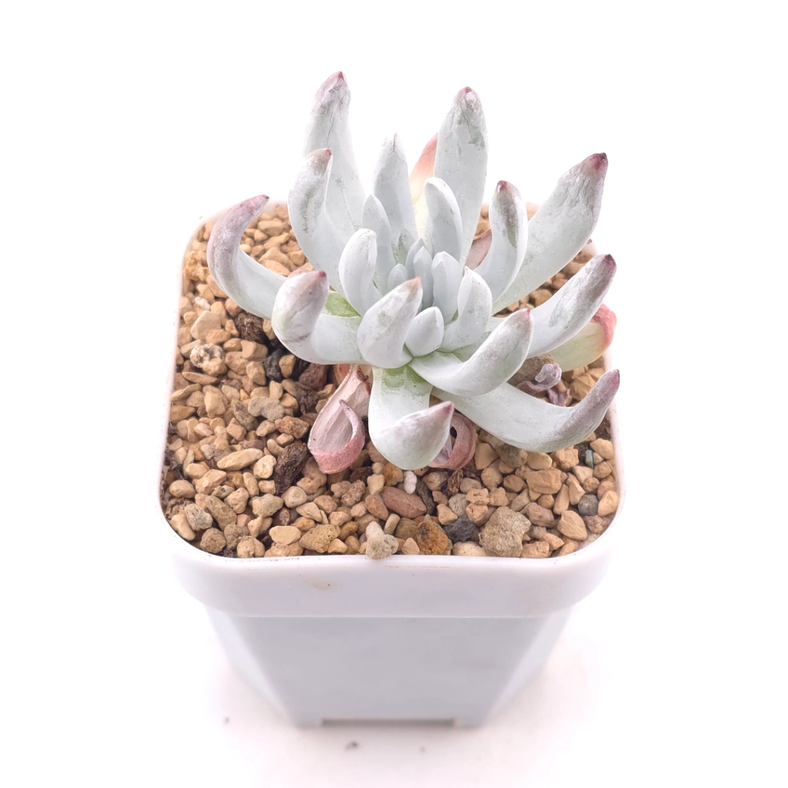 Dudleya virens ssp. hassei | 海瑟 thumbnail 2