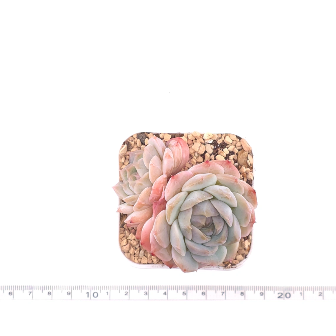 Echeveria ‘Amazing Grace’ | 恩寵 thumbnail 4