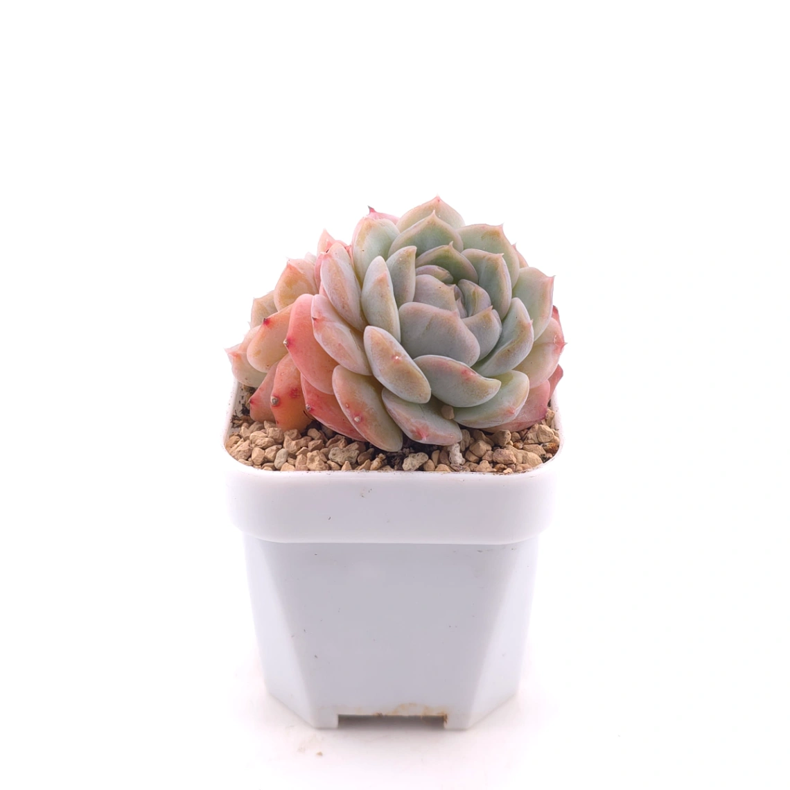 Echeveria ‘Amazing Grace’ | 恩寵 thumbnail 3
