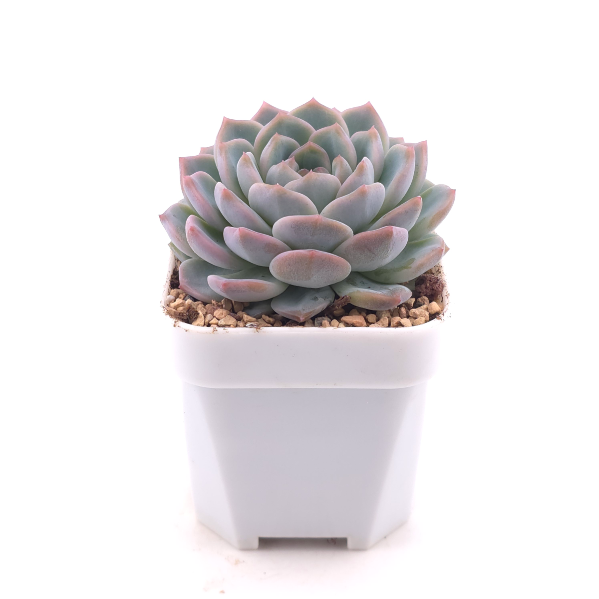 Echeveria ‘Amazing Grace’ | 恩寵 thumbnail 3