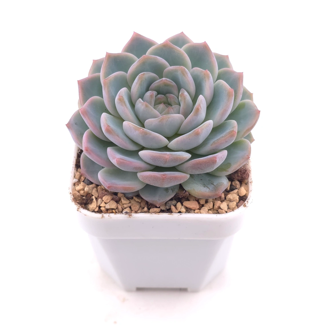 Echeveria ‘Amazing Grace’ | 恩寵 thumbnail 2