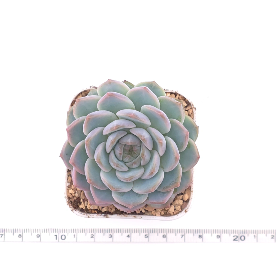Echeveria ‘Amazing Grace’ | 恩寵 thumbnail 4
