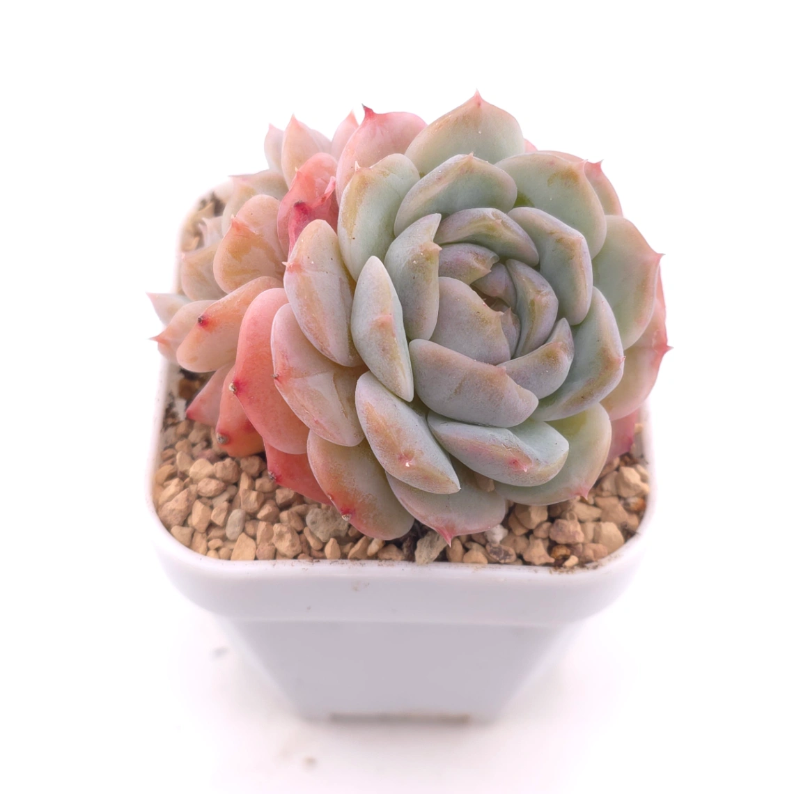 Echeveria ‘Amazing Grace’ | 恩寵 thumbnail 2