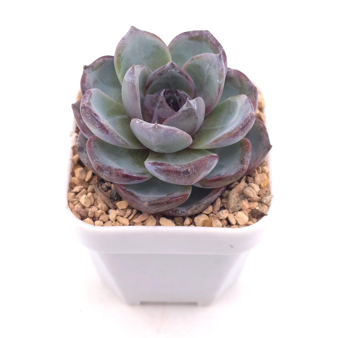 Echeveria 'Black Orange' | 黑橙 thumbnail 2
