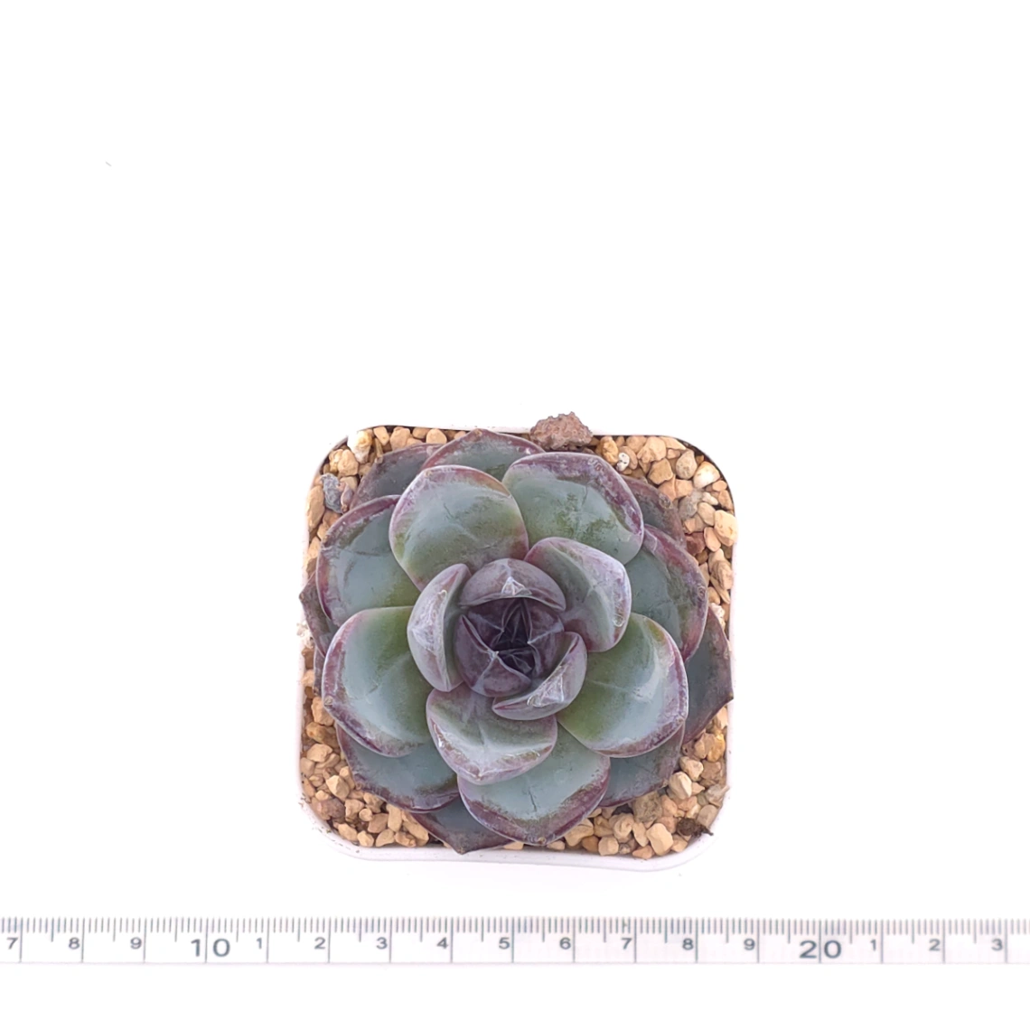Echeveria 'Black Orange' | 黑橙 thumbnail 4