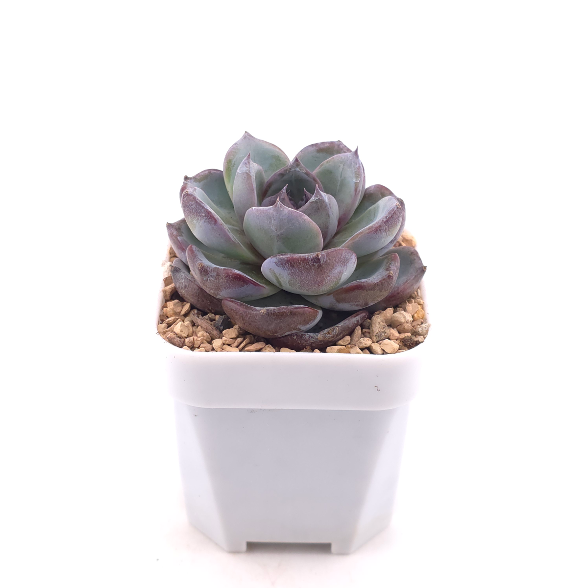 Echeveria 'Black Orange' | 黑橙 thumbnail 3