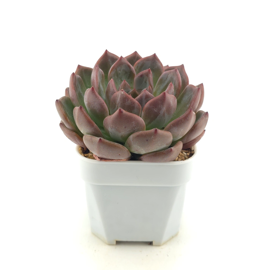 Echeveria ‘Champagne’ | 香檳 thumbnail 3
