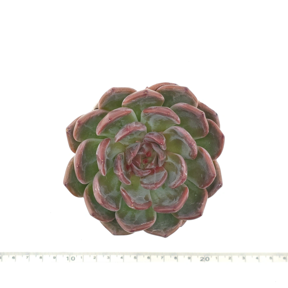 Echeveria ‘Champagne’ | 香檳 thumbnail 4