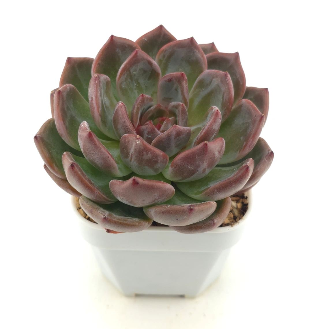 Echeveria ‘Champagne’ | 香檳 thumbnail 2