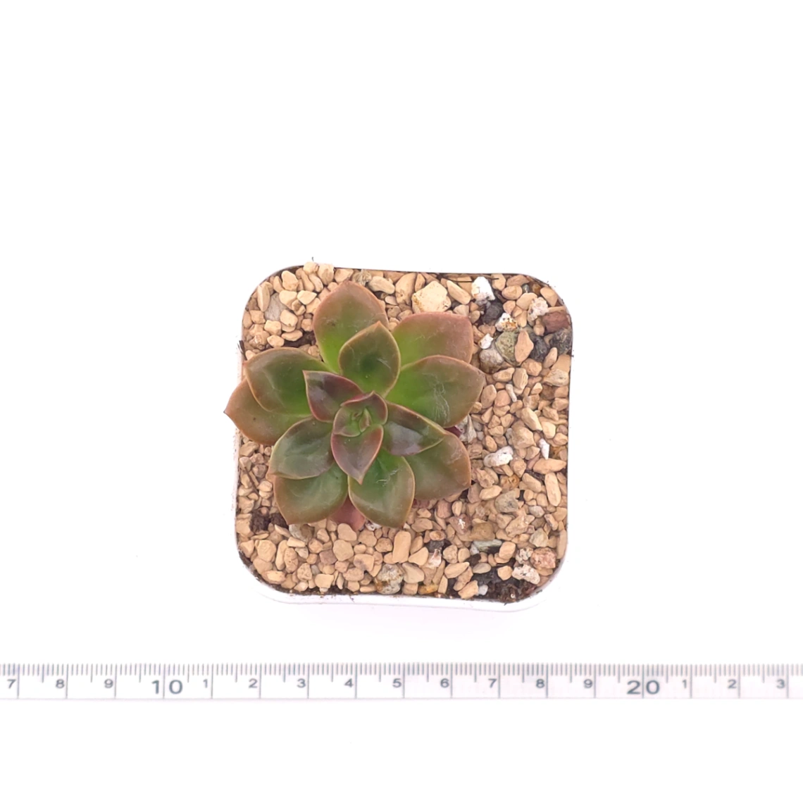 Echeveria ‘Choco Rose’ | 可可玫瑰 thumbnail 4
