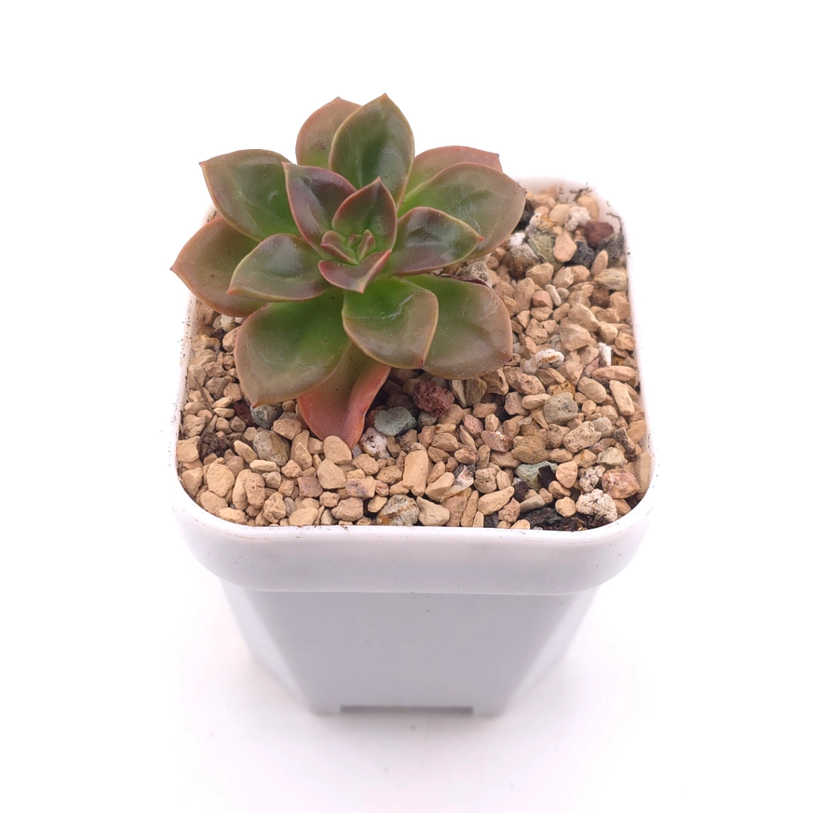 Echeveria ‘Choco Rose’ | 可可玫瑰 thumbnail 2