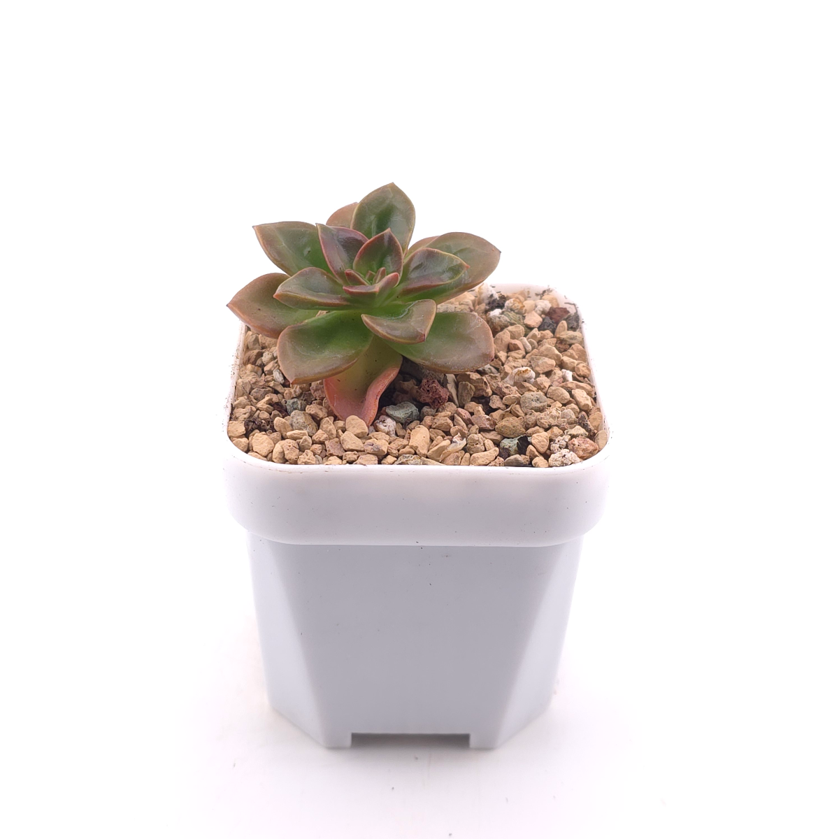 Echeveria ‘Choco Rose’ | 可可玫瑰 thumbnail 3