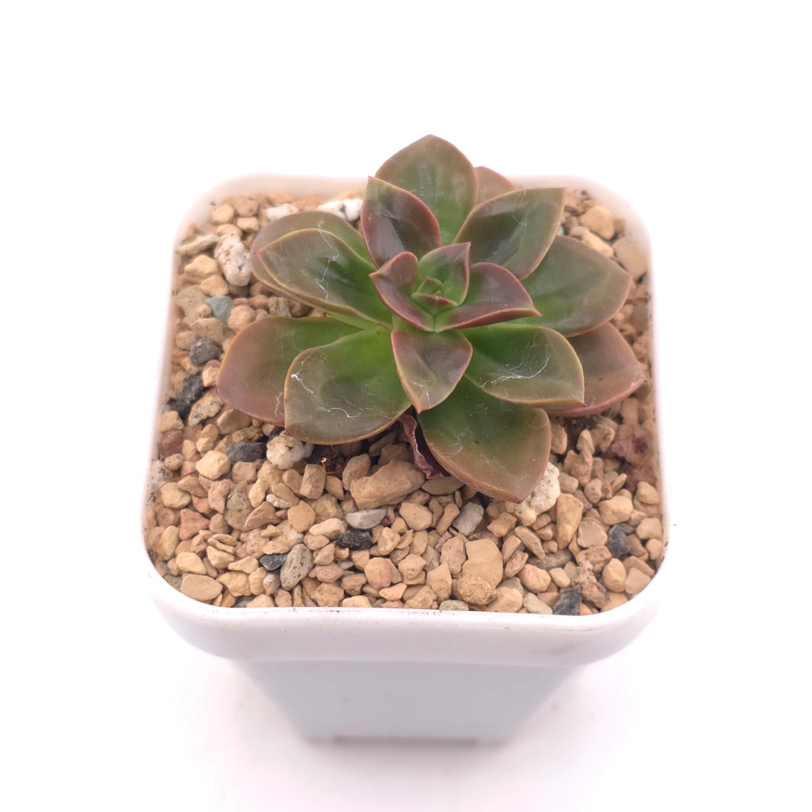 Echeveria ‘Choco Rose’ | 可可玫瑰 thumbnail 2