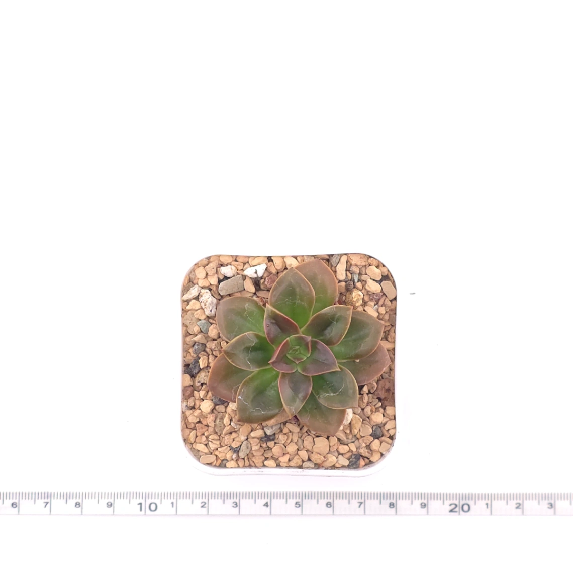 Echeveria ‘Choco Rose’ | 可可玫瑰 thumbnail 4