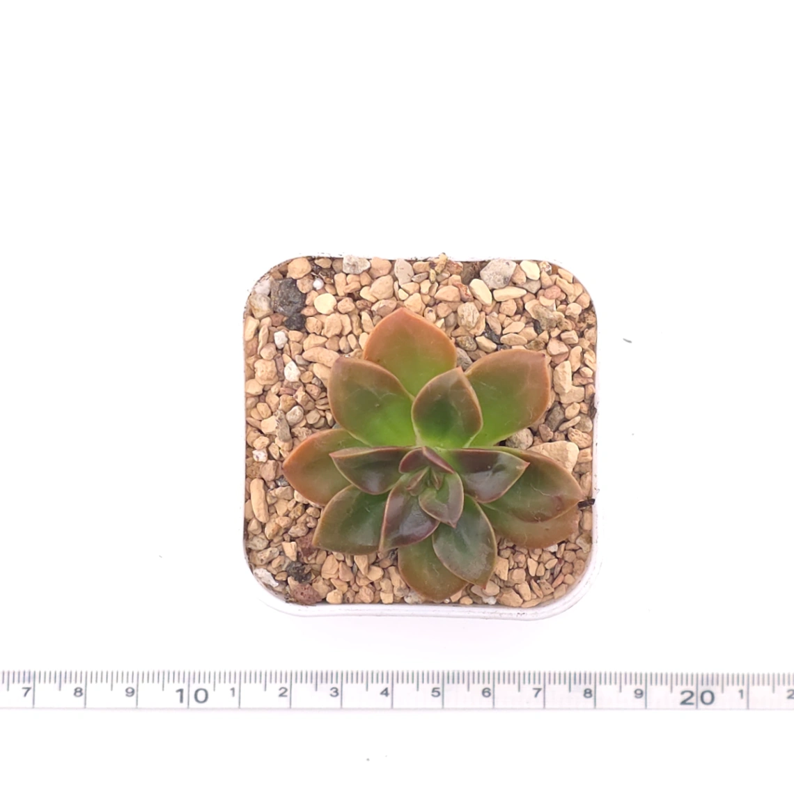 Echeveria ‘Choco Rose’ | 可可玫瑰 thumbnail 4
