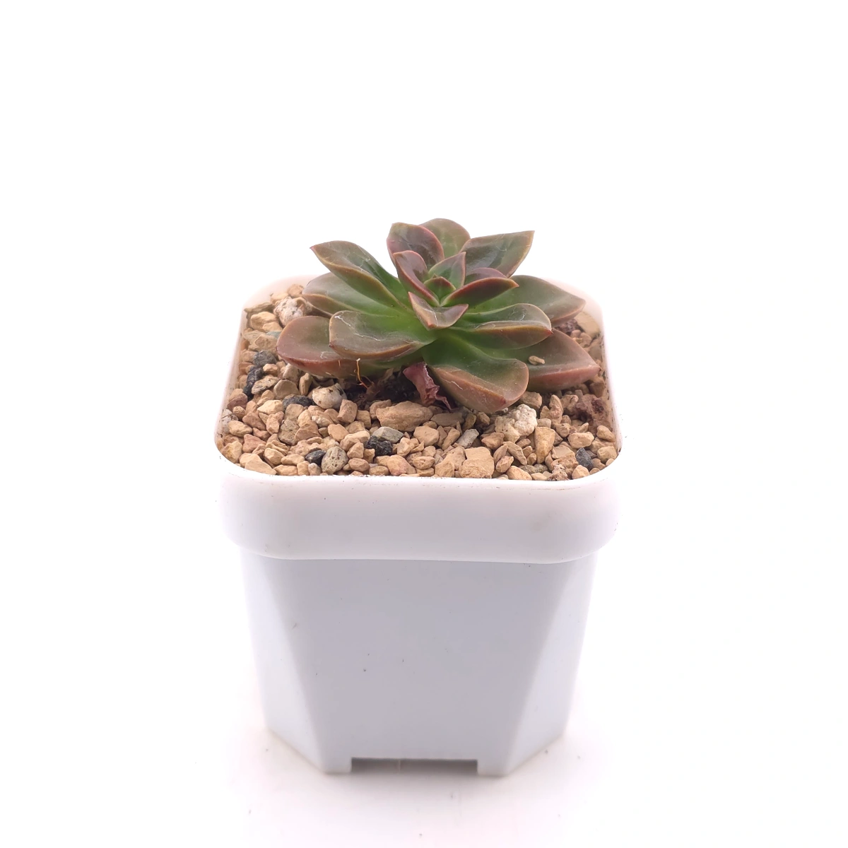 Echeveria ‘Choco Rose’ | 可可玫瑰 thumbnail 3