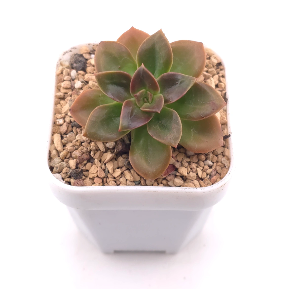 Echeveria ‘Choco Rose’ | 可可玫瑰 thumbnail 2