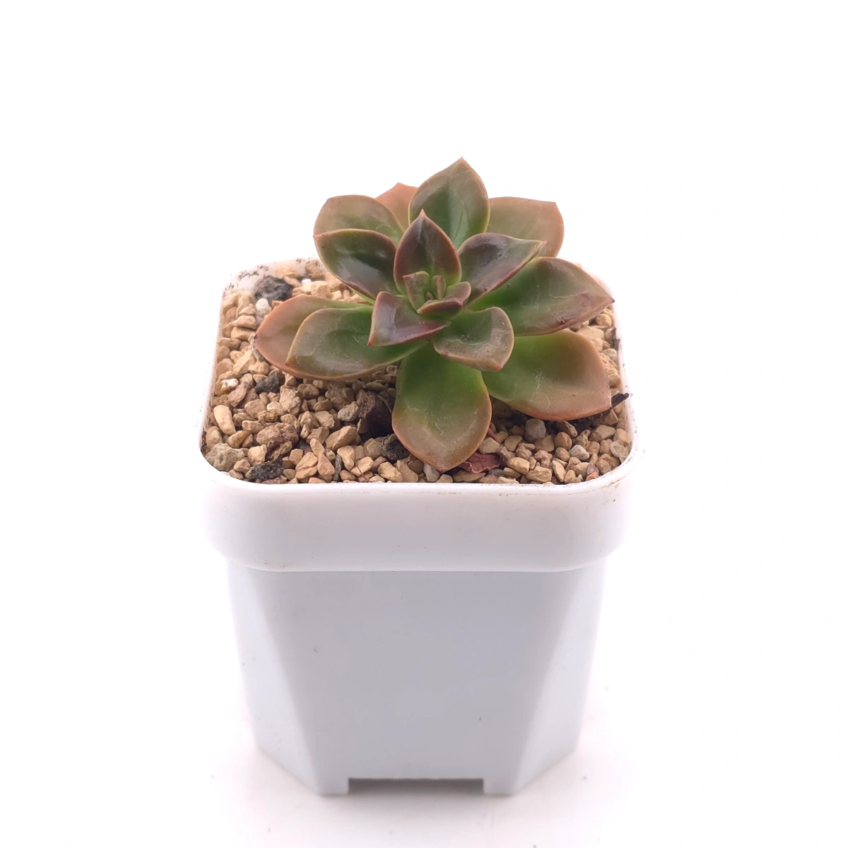 Echeveria ‘Choco Rose’ | 可可玫瑰 thumbnail 3