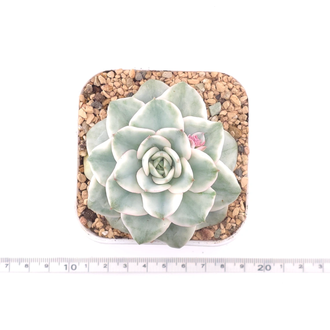 Echeveria 'Creamy Peach' variegated | 奶油黃桃錦 thumbnail 4