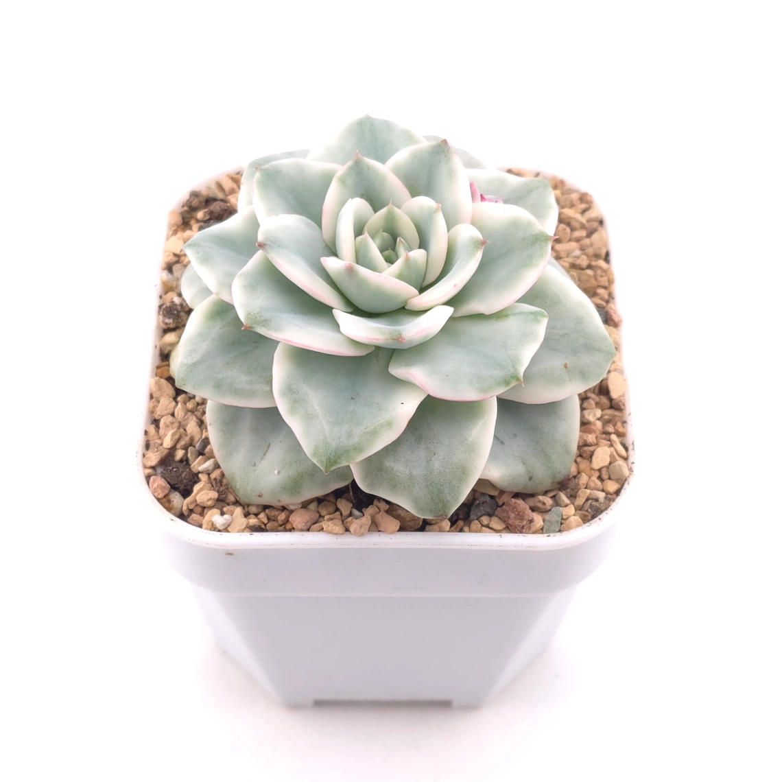 Echeveria 'Creamy Peach' variegated | 奶油黃桃錦 thumbnail 2