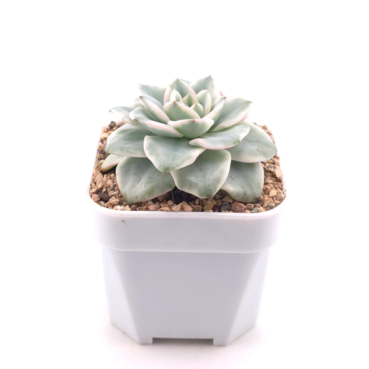 Echeveria 'Creamy Peach' variegated | 奶油黃桃錦 thumbnail 3