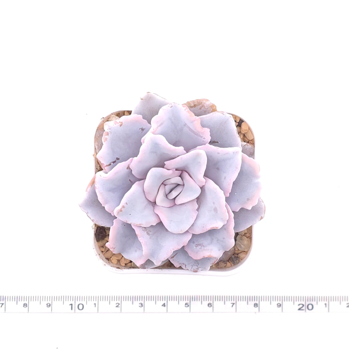 Echeveria ‘Crispate Beauty’ | 芭蕾舞者 thumbnail 4