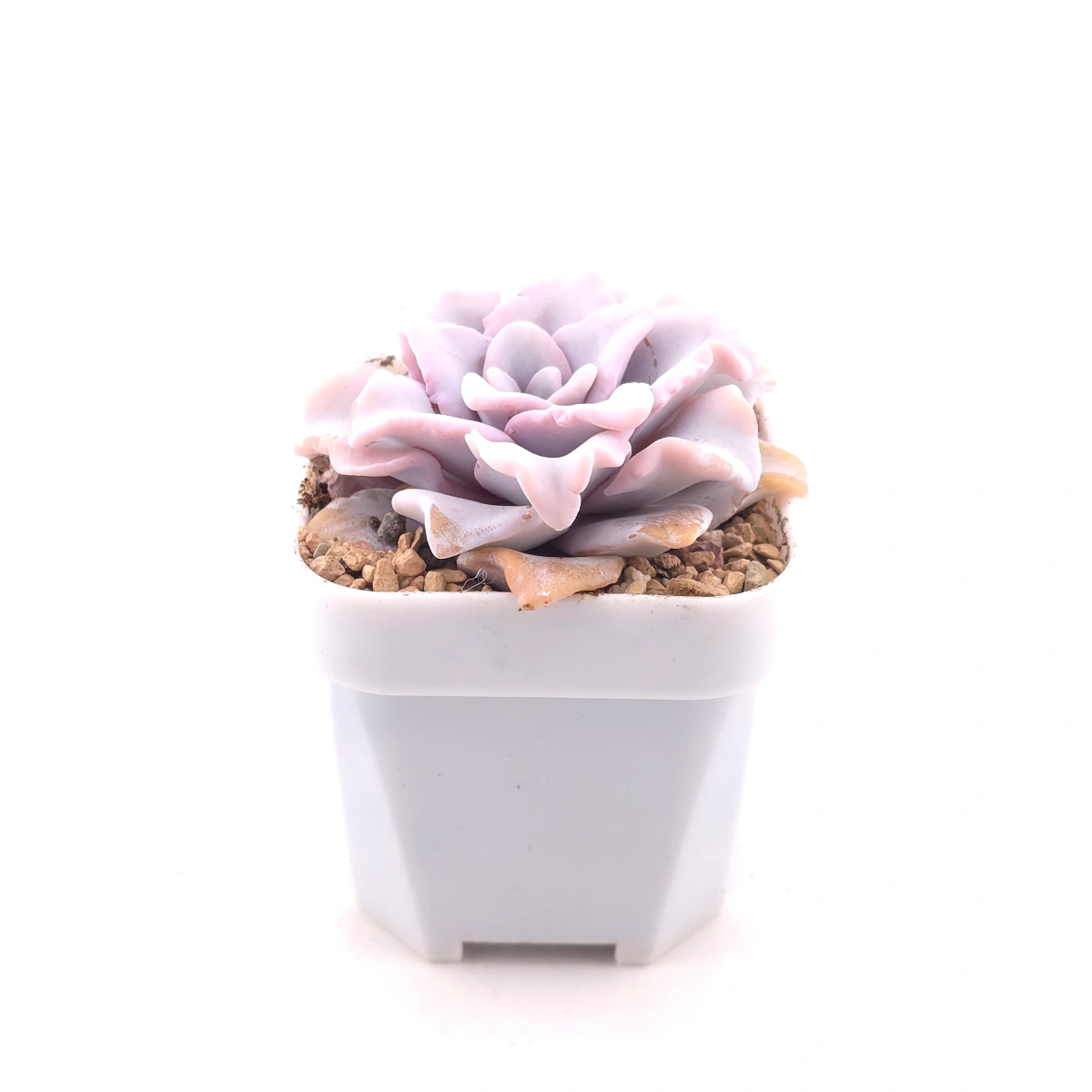 Echeveria ‘Crispate Beauty’ | 芭蕾舞者 thumbnail 3
