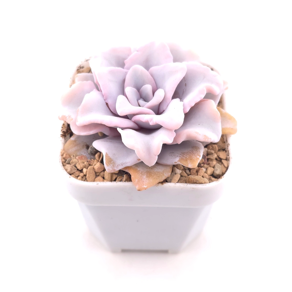 Echeveria ‘Crispate Beauty’ | 芭蕾舞者 thumbnail 2
