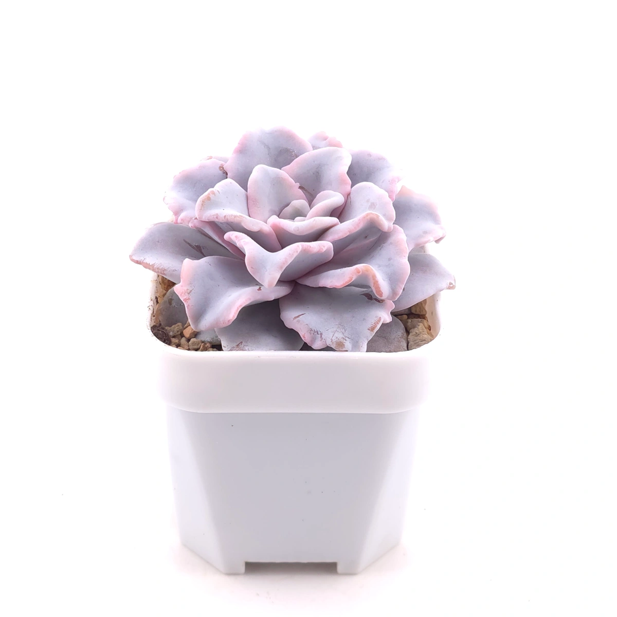 Echeveria ‘Crispate Beauty’ | 芭蕾舞者 thumbnail 3