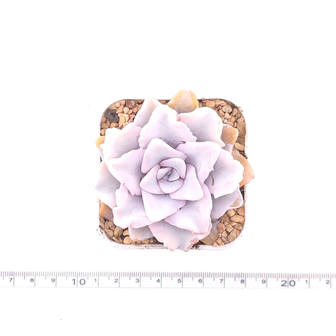 Echeveria ‘Crispate Beauty’ | 芭蕾舞者 thumbnail 4