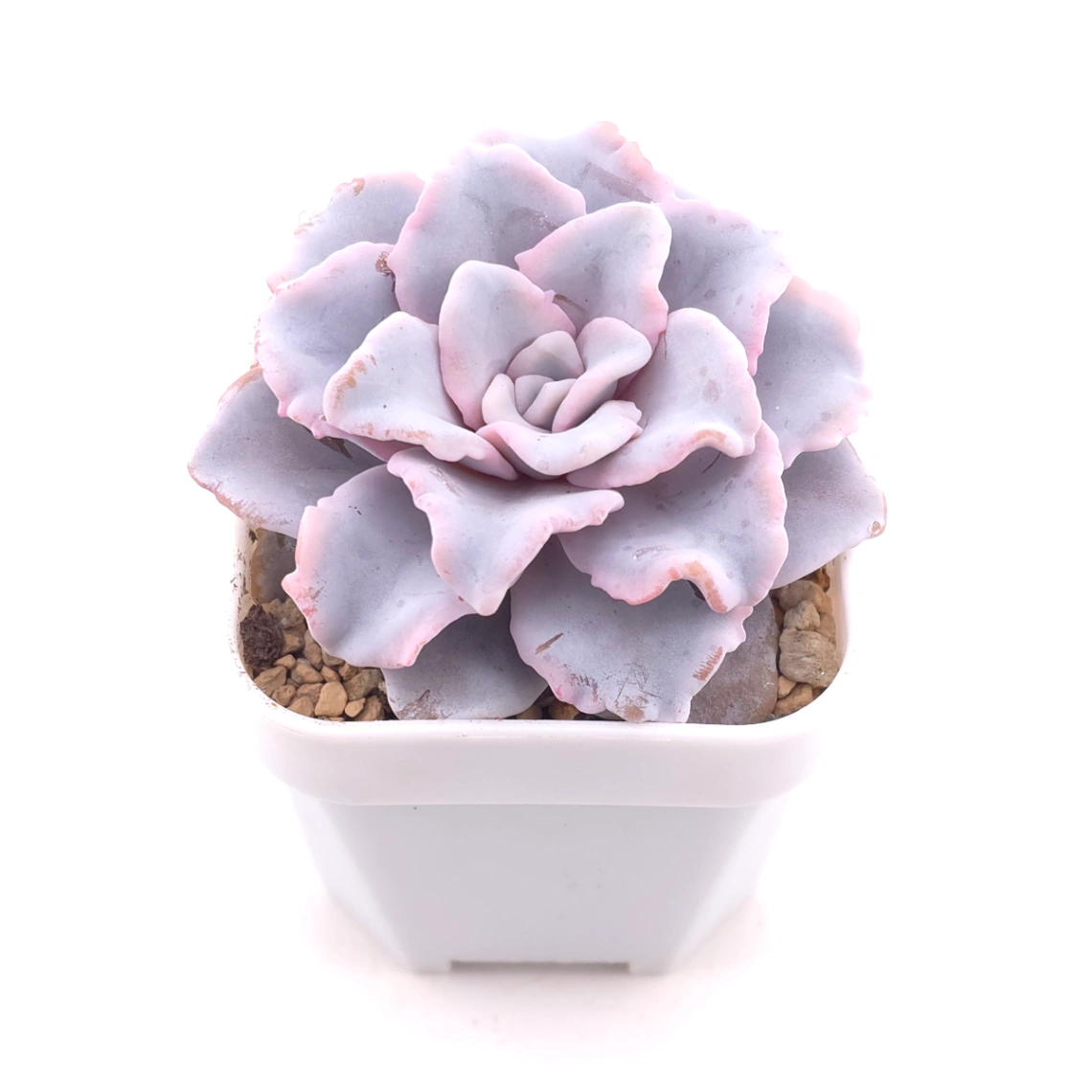 Echeveria ‘Crispate Beauty’ | 芭蕾舞者 thumbnail 2