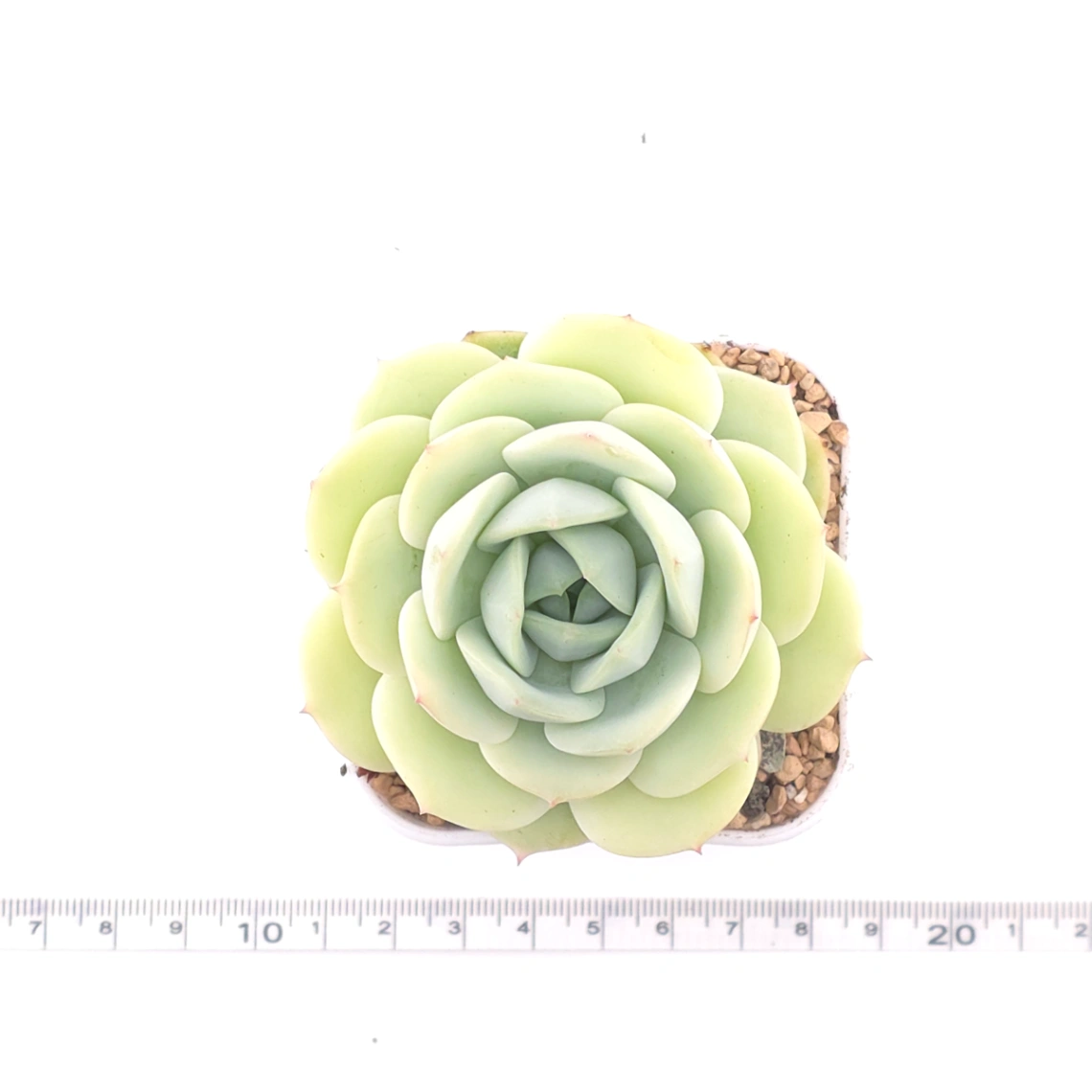 Echeveria 'Derenbergii' | 靜夜 thumbnail 4