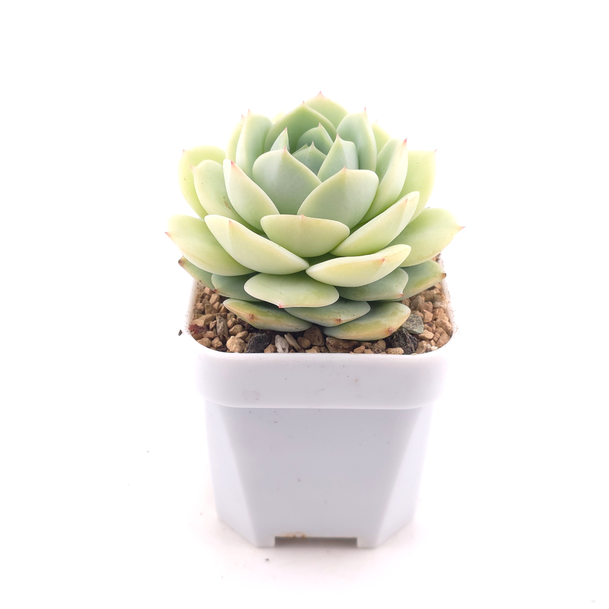 Echeveria 'Derenbergii' | 靜夜 thumbnail 3