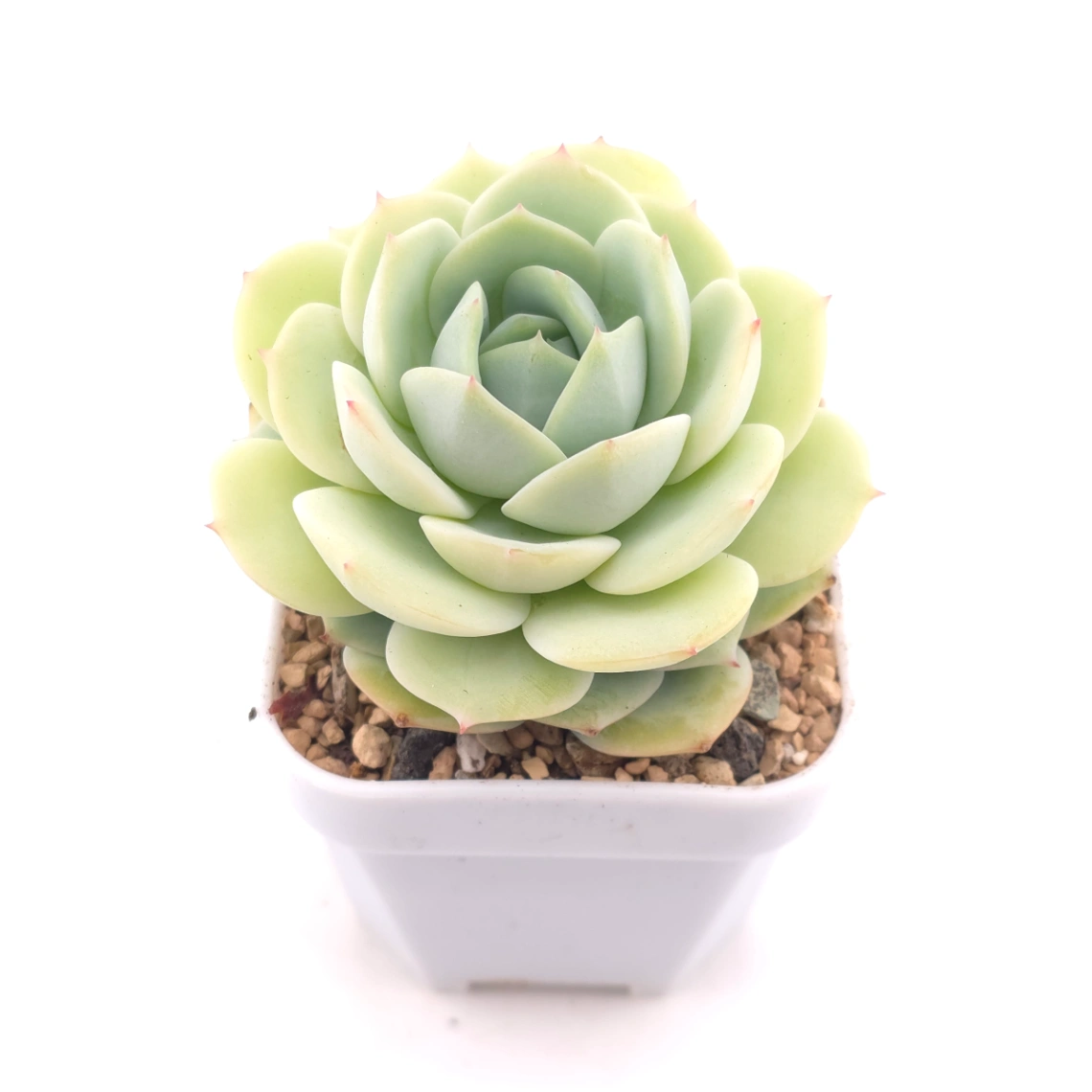 Echeveria 'Derenbergii' | 靜夜 thumbnail 2