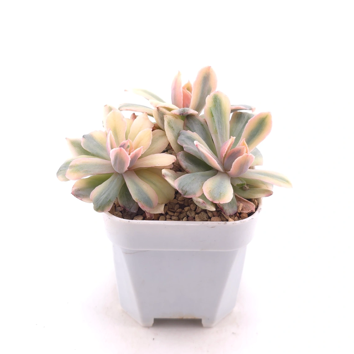 Echeveria ‘Holwayi’ variegated | 花車錦 thumbnail 3