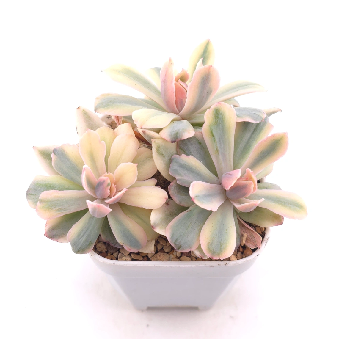 Echeveria ‘Holwayi’ variegated | 花車錦 thumbnail 2