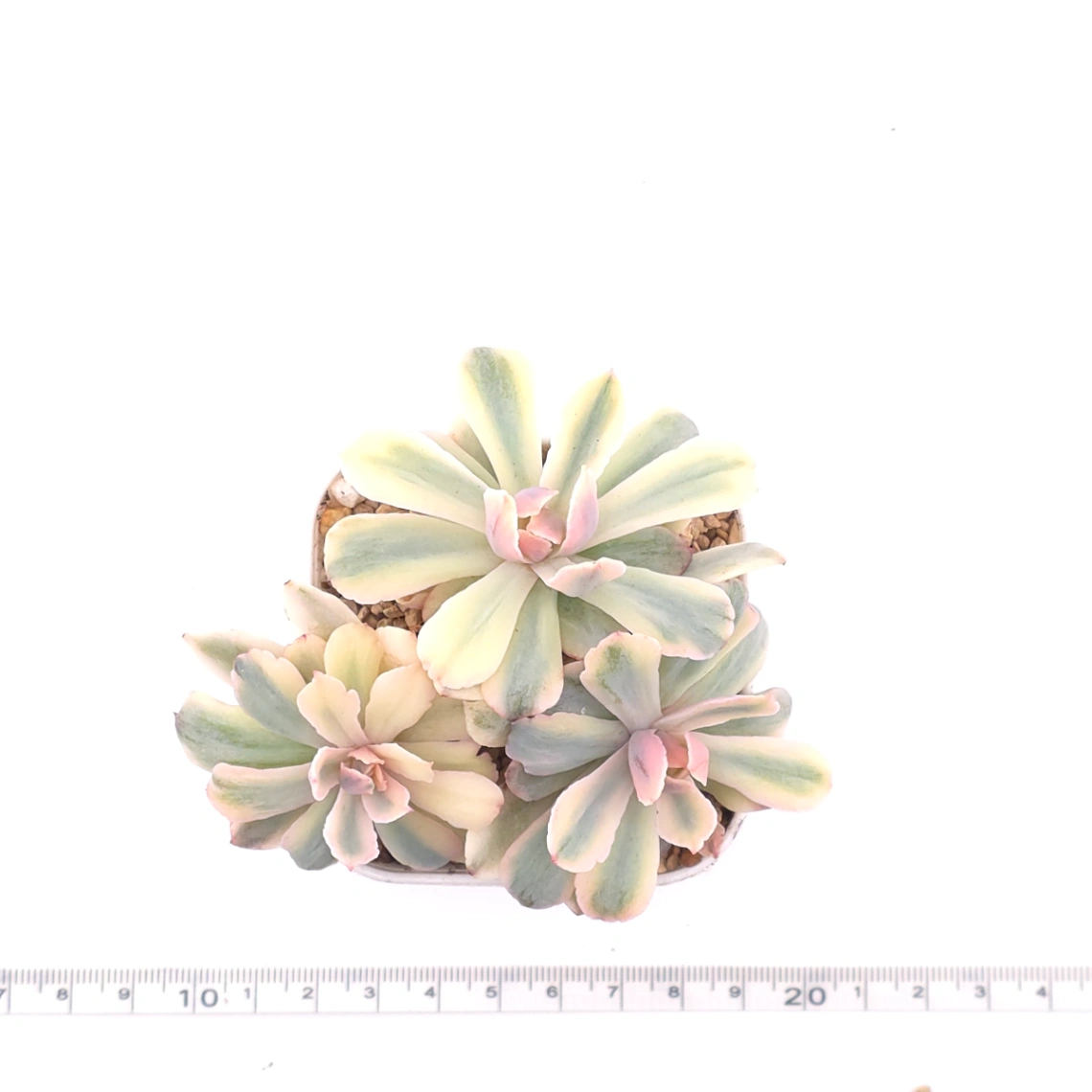 Echeveria ‘Holwayi’ variegated | 花車錦 thumbnail 4